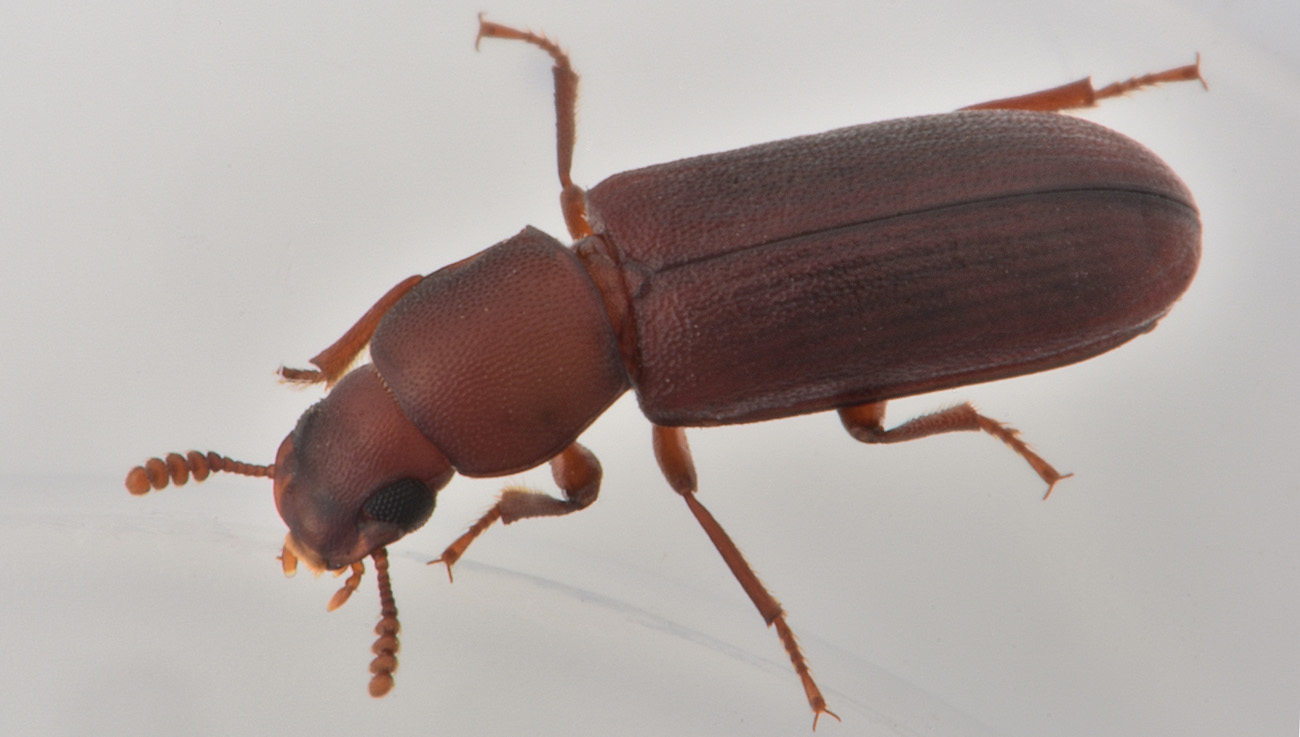 Tenebrionidae: Lyphia tetraphylla